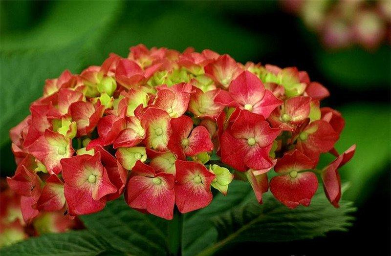 八仙花开，无尽夏来