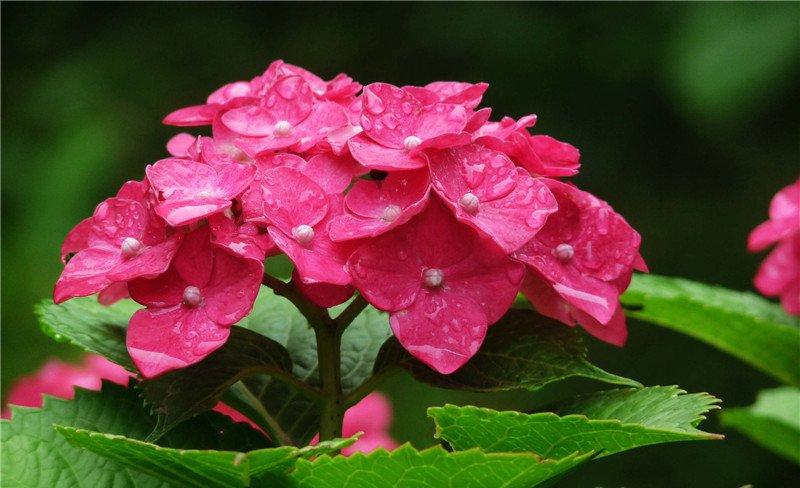八仙花开