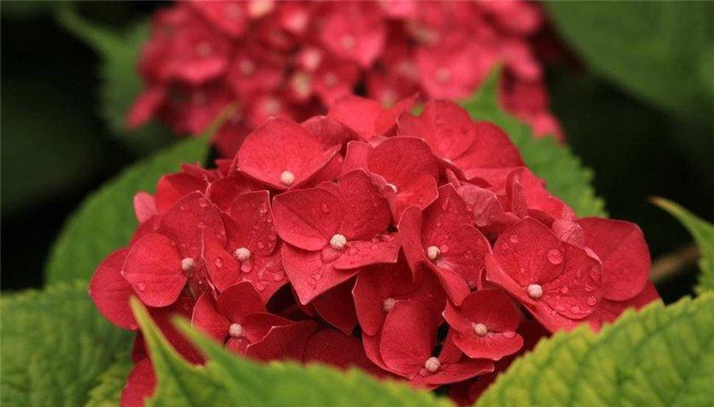 火红的八仙花