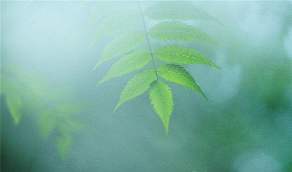 珍珠梅叶子