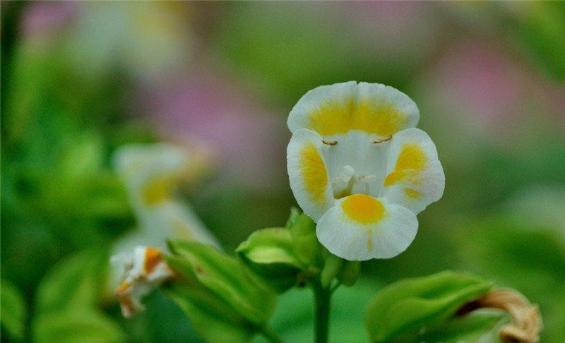 夏堇美图欣赏