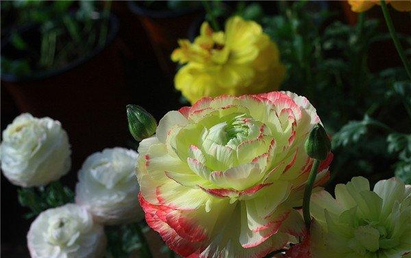 花毛茛图片
