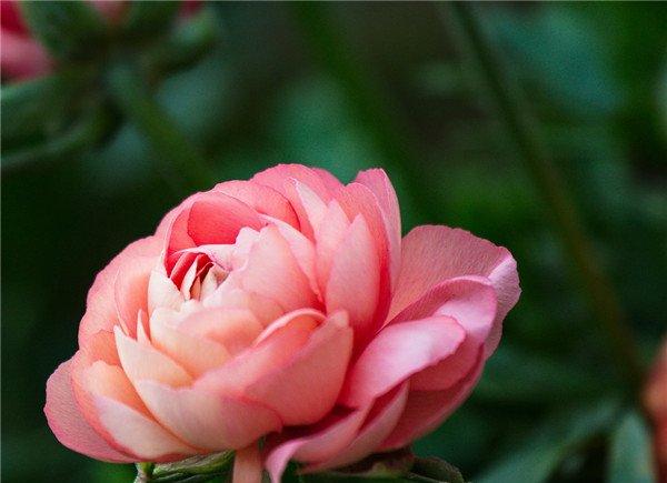 粉色花毛茛