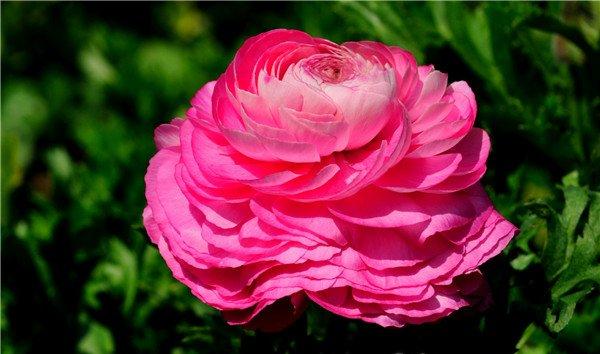 花毛茛是个啥