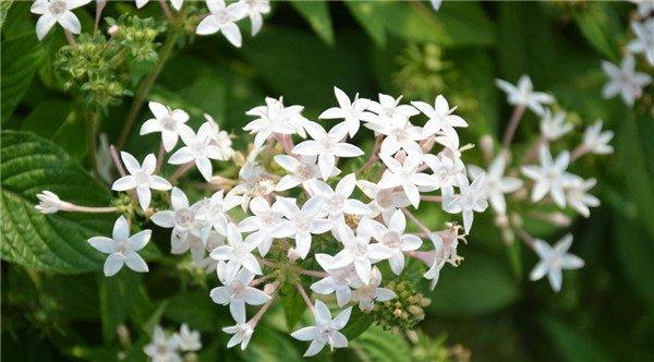 白色繁星花