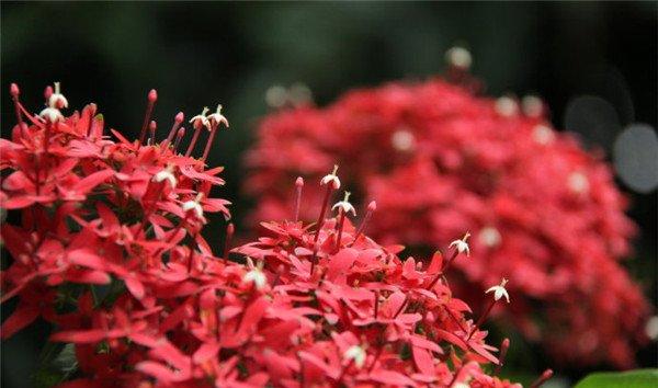 繁星花12月生日花