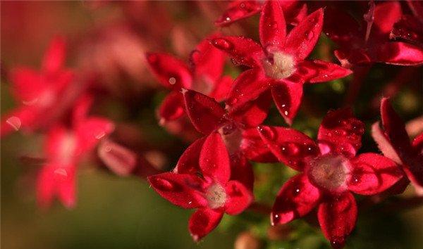 邀你来看此时花 ——繁星花