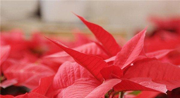 百花开后傲西风，来殿群芳一品红