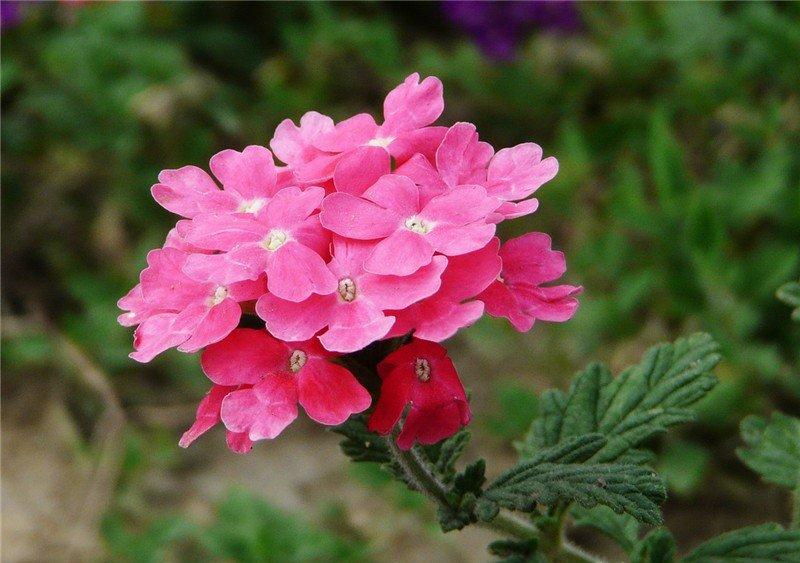 美女樱花开