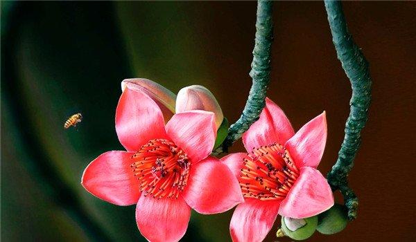 蜜蜂与木棉