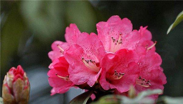 杜鹃花