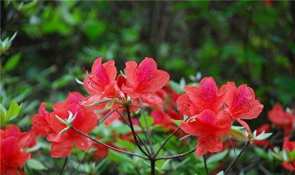 杜鹃花开正当时