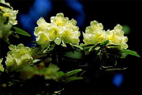 橙黄色杜鹃花