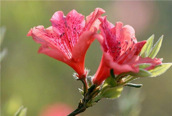 雨后杜鹃花