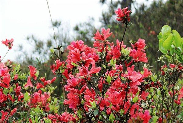 满山开遍杜鹃花