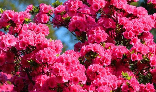 层层叠叠的杜鹃花