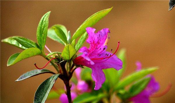 紫色杜鹃花