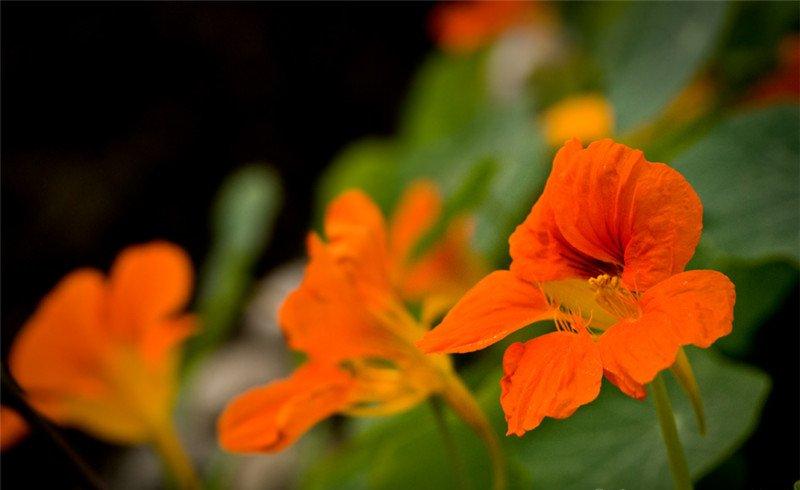 旱金莲开花