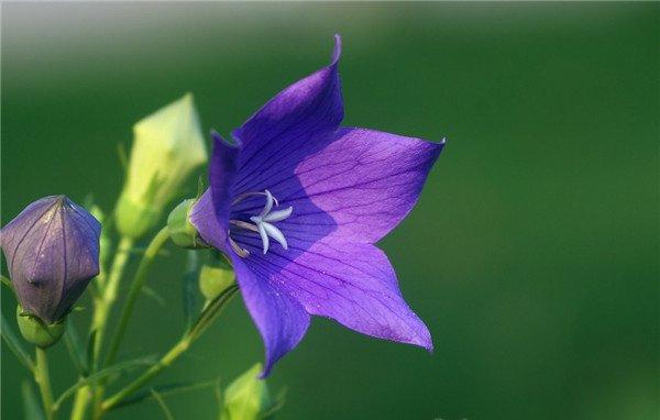 一朵桔梗花