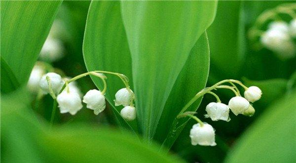 铃兰白色小花