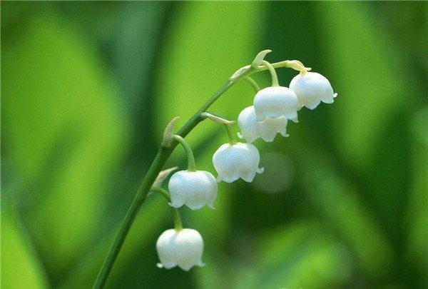 铃兰花开