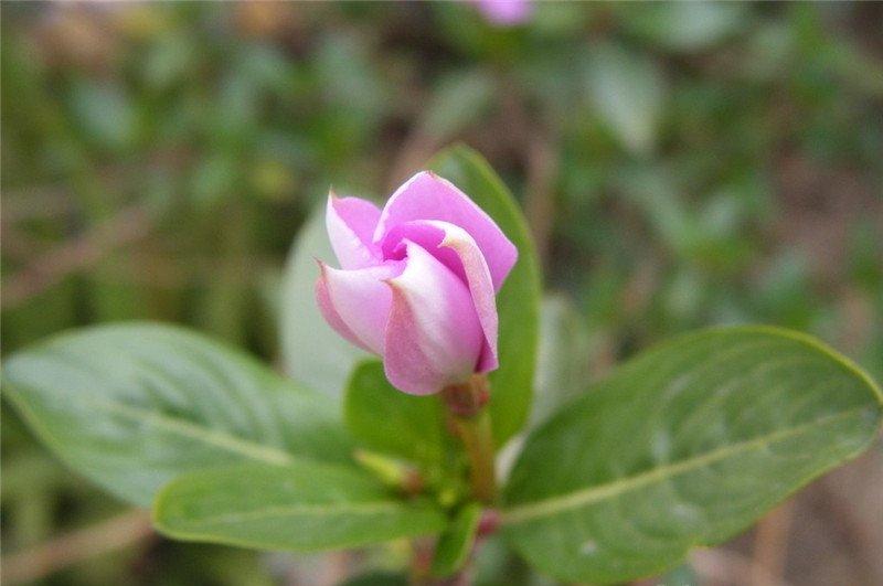 长春花花苞