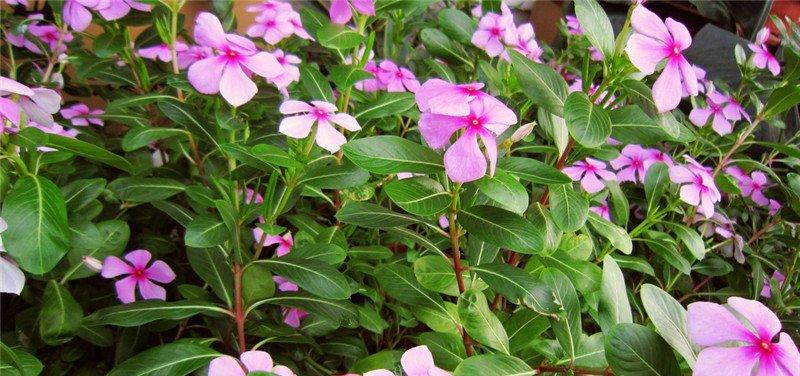 长春花图片欣赏