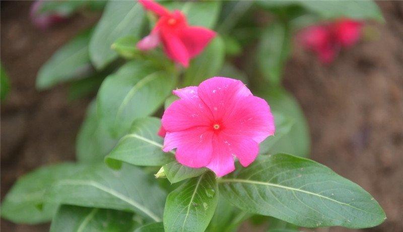 长春花