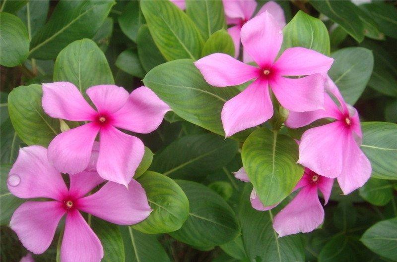 长春花美图欣赏