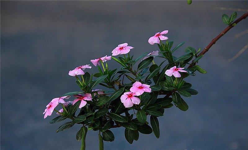 长春花花枝