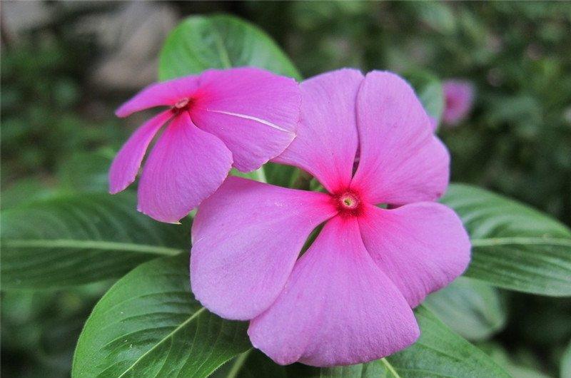 长春花图片