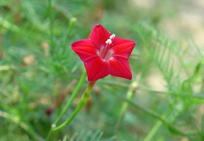 纤纤茑萝，点点花星