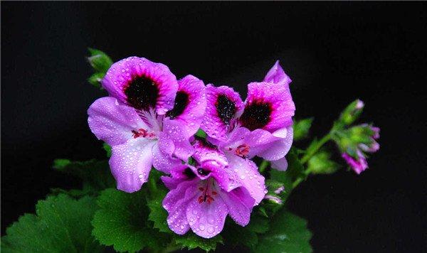 天竺葵长眼睛了？