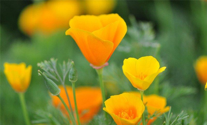 花菱草图片