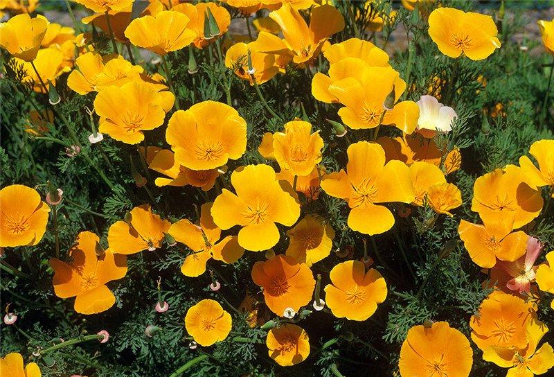 花菱草美图