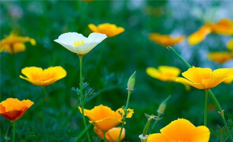 花菱草