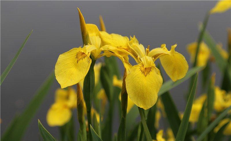 美丽的黄花鸢尾图片