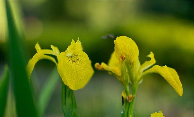 黄花鸢尾图片