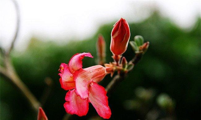 沙漠玫瑰粉红色的花朵
