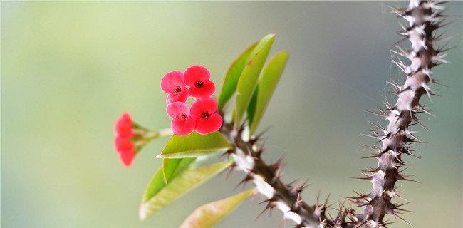 虎刺梅枝条