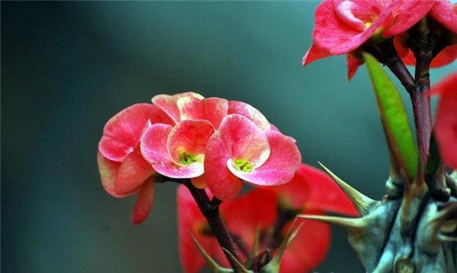 红花虎刺梅