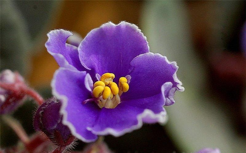 名花紫罗兰