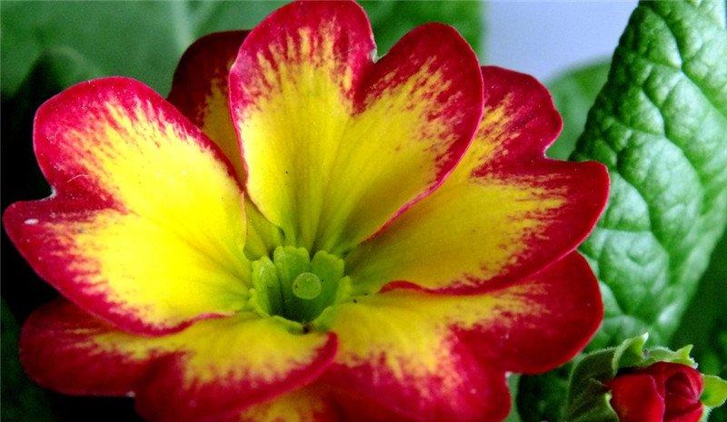 报春花美图