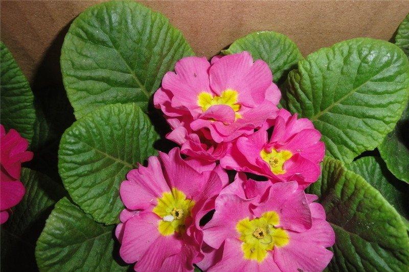 报春花图片