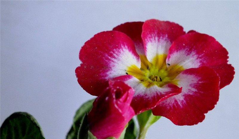 一朵报春花