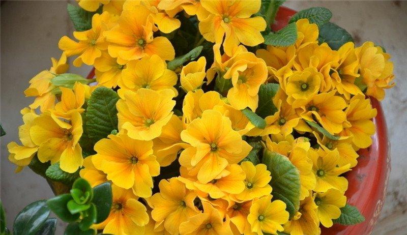 报春花花盆