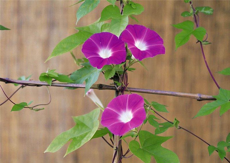 喇叭花开——牵牛花