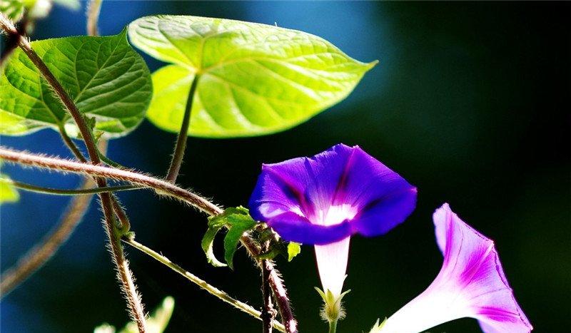 牵牛花图片