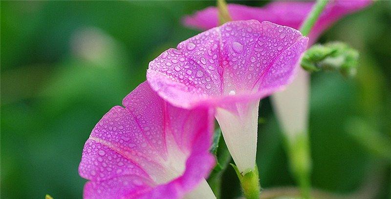 牵牛花