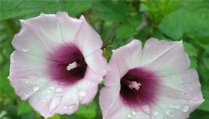 粉色牵牛花